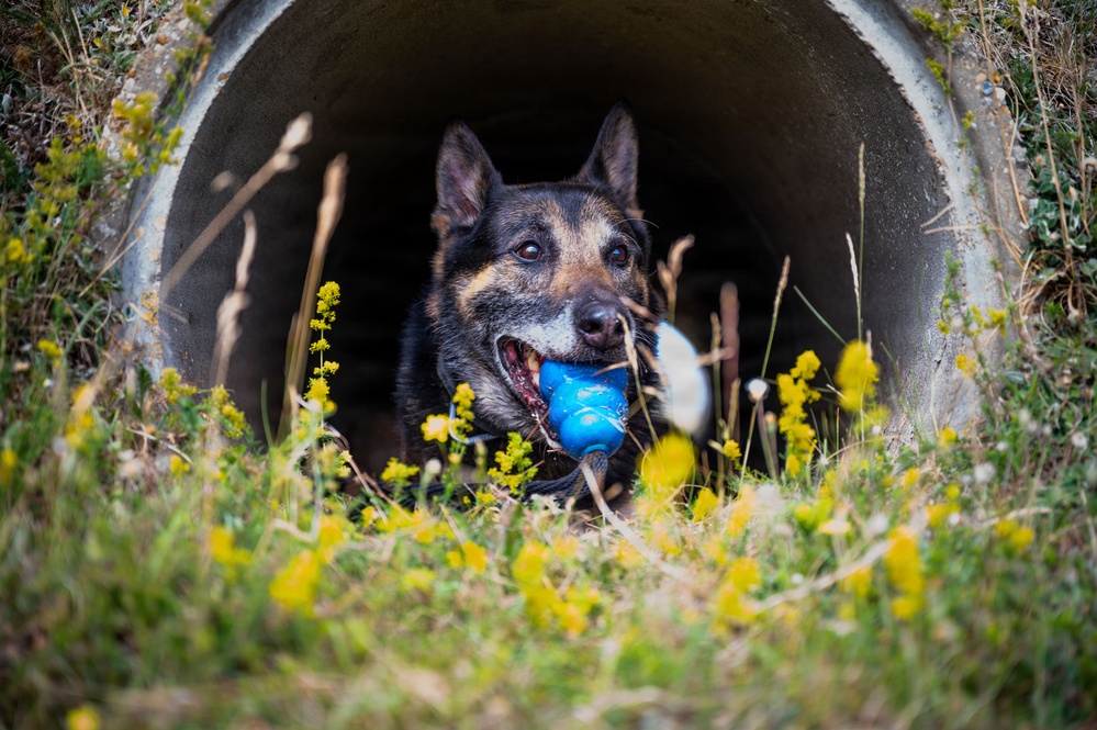 100th SFS military working dogs: lethality on all fours