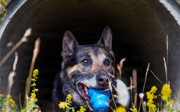 100th SFS military working dogs: lethality on all fours