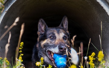 100th SFS military working dogs: lethality on all fours.