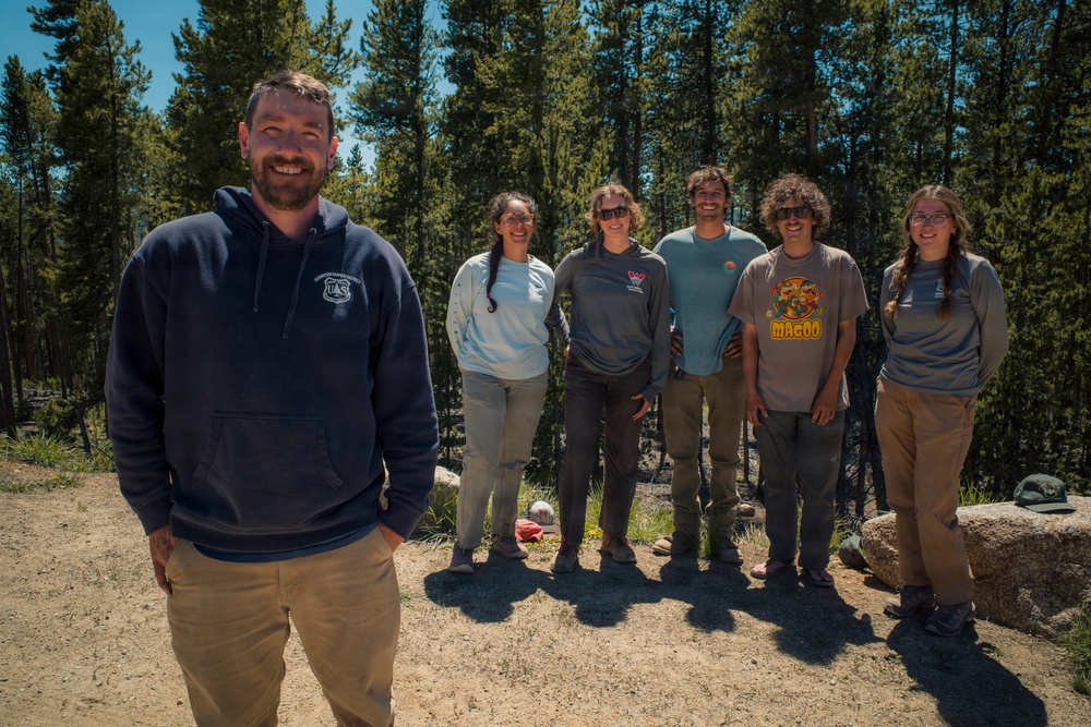 Lodgepole Pine Reforestation on the Gunnison Ranger District