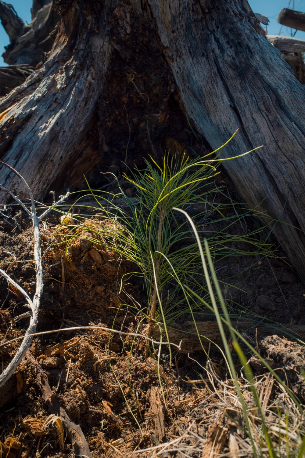 Lodgepole Pine Reforestation on the Gunnison Ranger District