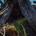 Lodgepole Pine Reforestation on the Gunnison Ranger District