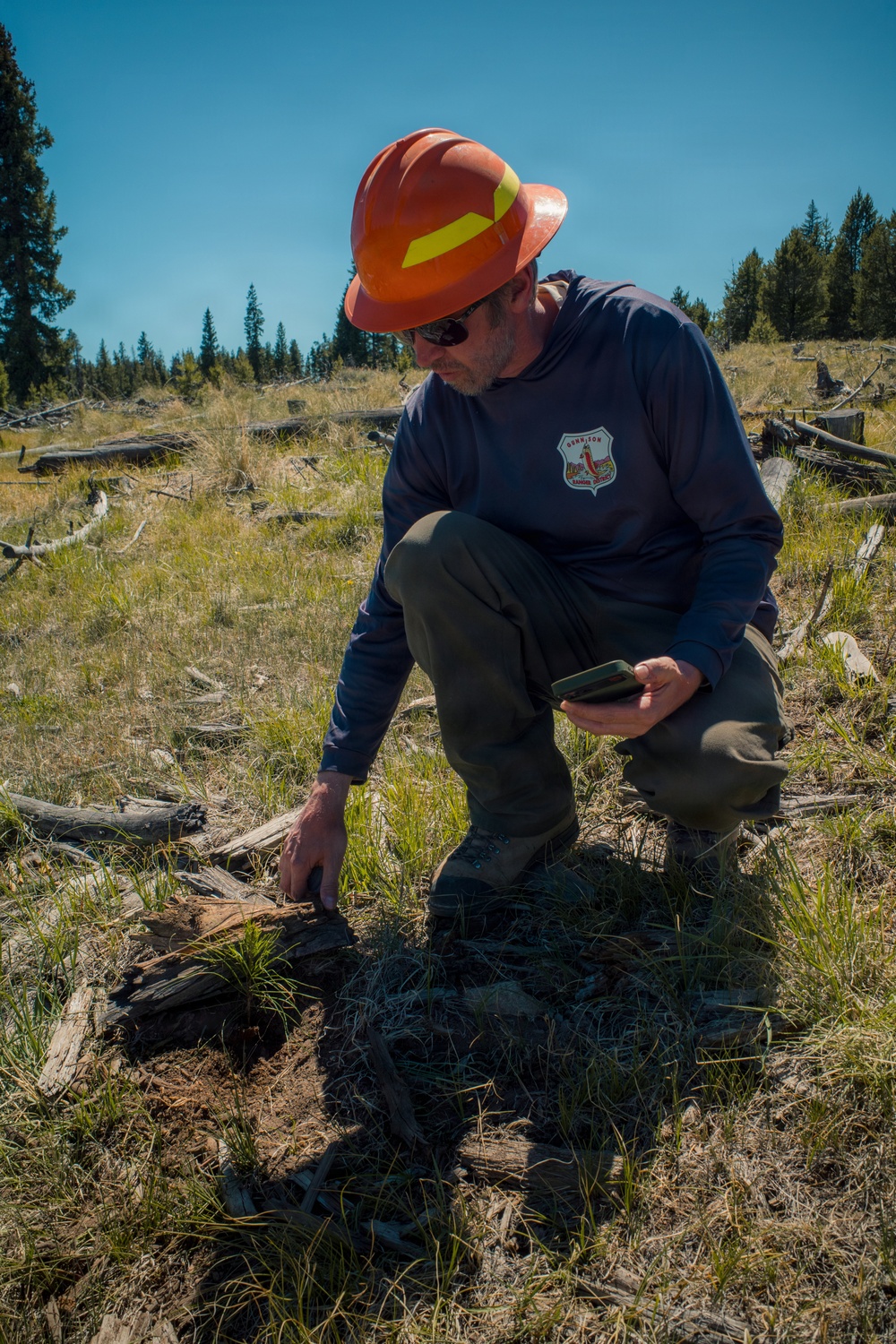 Lodgepole Pine Reforestation on the Gunnison Ranger District