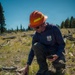 Lodgepole Pine Reforestation on the Gunnison Ranger District
