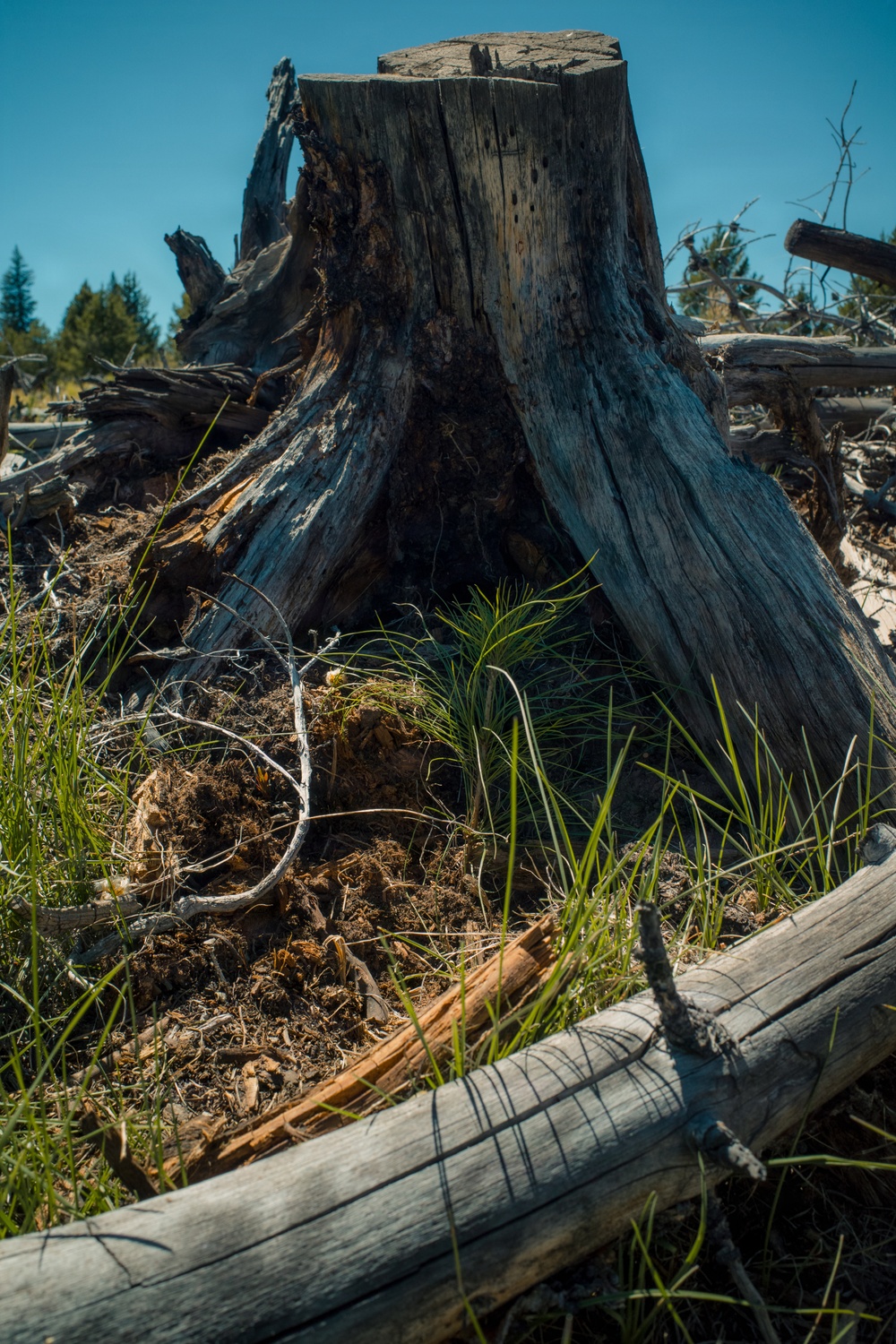 Lodgepole Pine Reforestation on the Gunnison Ranger District