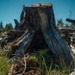 Lodgepole Pine Reforestation on the Gunnison Ranger District