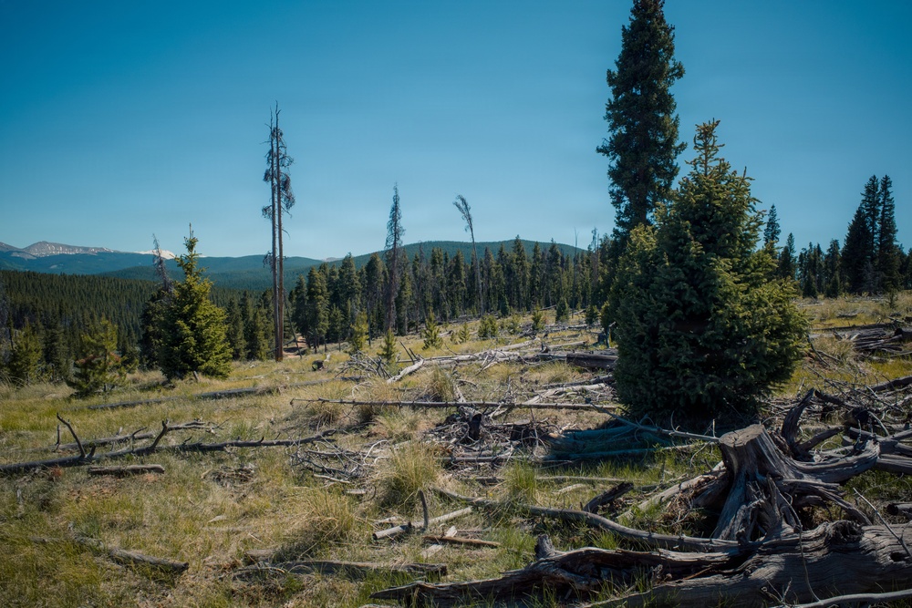 Lodgepole Pine Reforestation on the Gunnison Ranger District