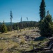 Lodgepole Pine Reforestation on the Gunnison Ranger District