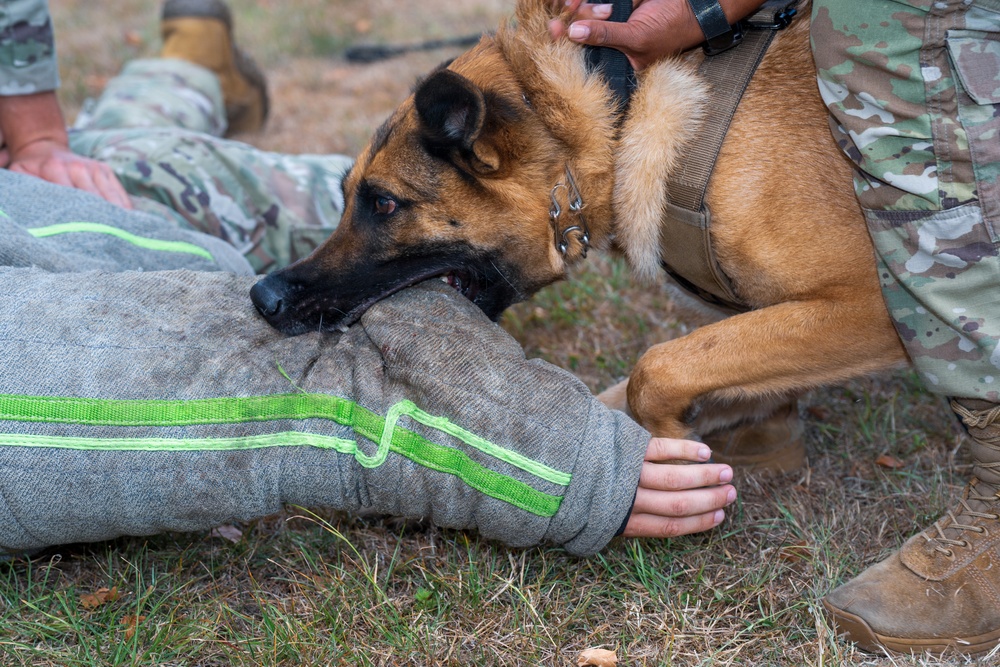 Military working dog teams sharpen readiness at RAF Fairford