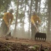 Washington National Guard Soldiers and Airmen Support Statewide Wildfire Response