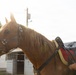 U.S. Marine Corps Mounted Color Guard presents the colors for Big Sky Pro Rodeo