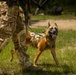 3rd Special Forces Group (Airborne) Integrates Multipurpose Canine and Drone Technology into Urban Operations