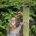 Green Inferno: LCF-24, V32 Jungle Course