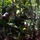 Green Inferno: LCF-24, V32 Jungle Course Green Inferno: LCF-24, V32 Jungle Course
