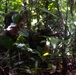 Green Inferno: LCF-24, V32 Jungle Course
