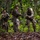 Green Inferno: LCF-24, V32 Jungle Course Green Inferno: LCF-24, V32 Jungle Course