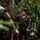 Green Inferno: LCF-24, V32 Jungle Course Green Inferno: LCF-24, V32 Jungle Course