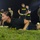 Soldiers Push Limits at 2026 USASOC Best Squad Competition
