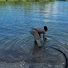 A person wearing camouflage or military-style clothing is bent over in shallow water at the edge of a river or lake, appearing to handle something at the water's surface. A large black hose or pipe extends from the shoreline into the water near the person. The background shows calm blue water with green vegetation along the far bank.