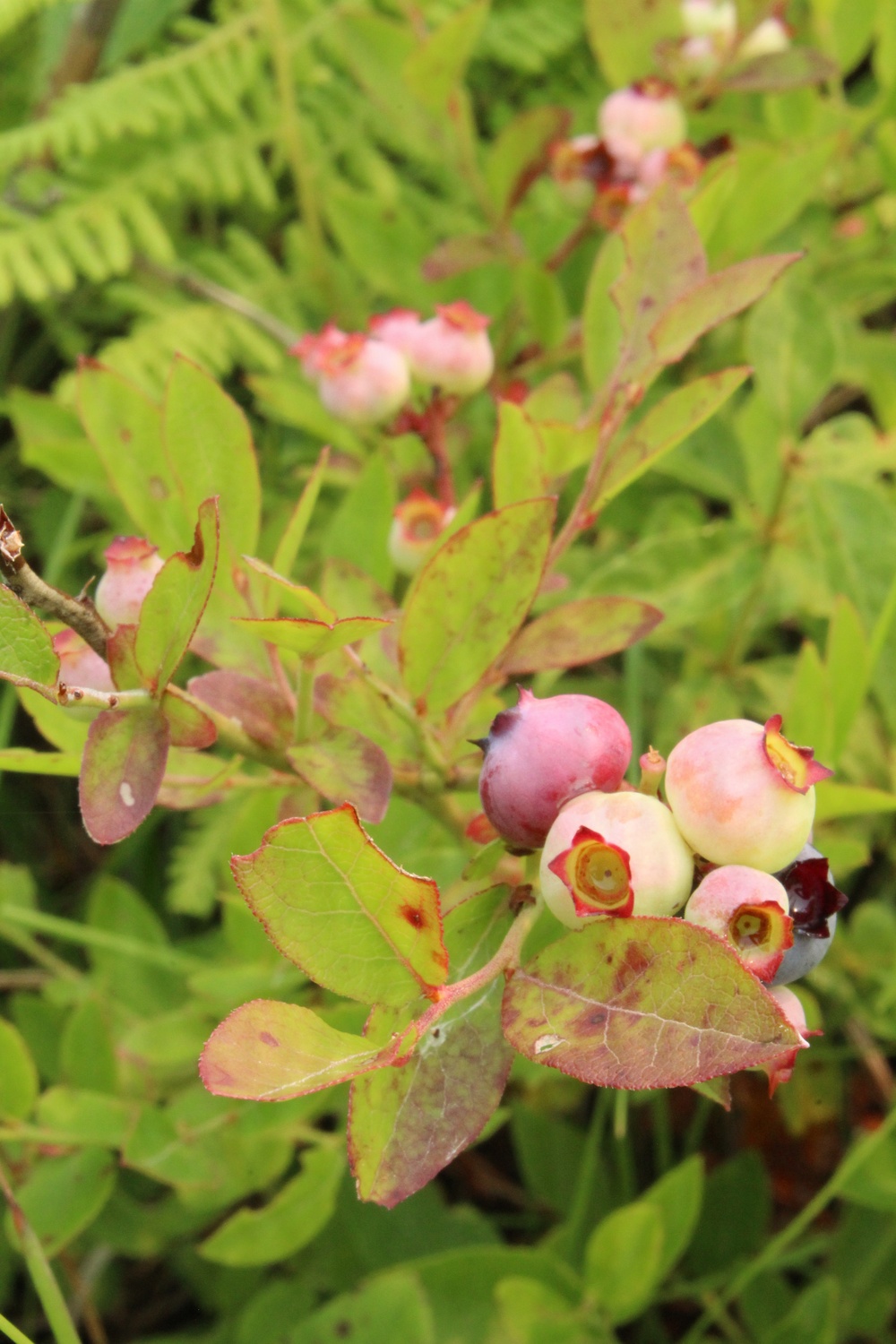 Green Mountain National Forest Wild Blueberries