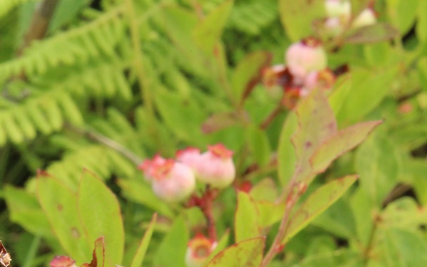 Green Mountain National Forest Wild Blueberries