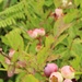 Green Mountain National Forest Wild Blueberries