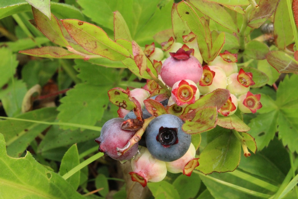 Green Mountain National Forest Wild Blueberries