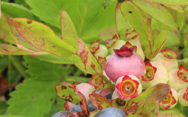 Green Mountain National Forest Wild Blueberries