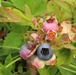 Green Mountain National Forest Wild Blueberries