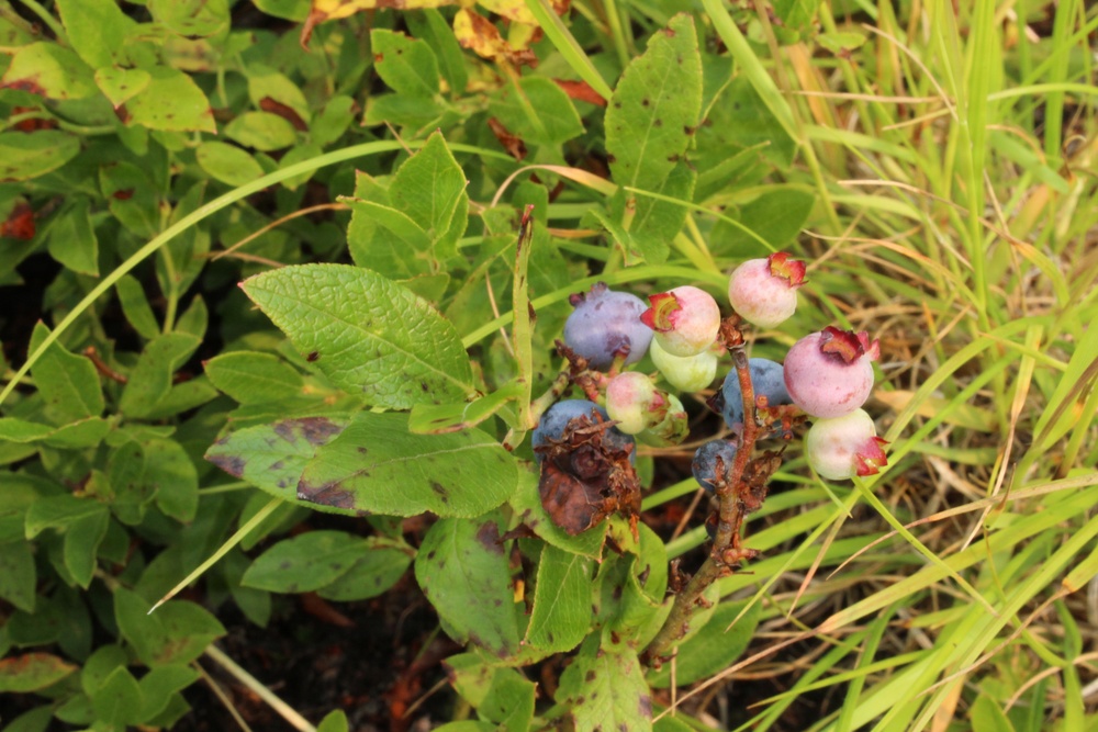 Green Mountain National Forest Wild Blueberries