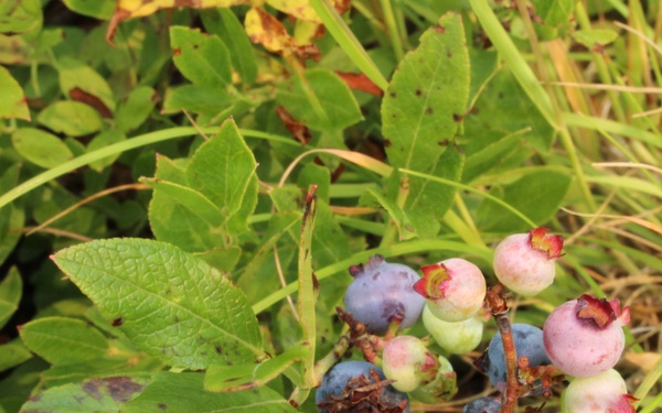 Green Mountain National Forest Wild Blueberries