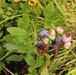 Green Mountain National Forest Wild Blueberries
