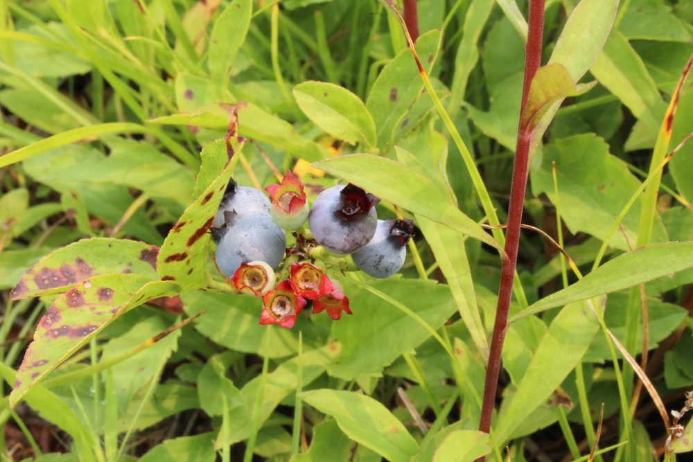 Green Mountain National Forest Wild Blueberries