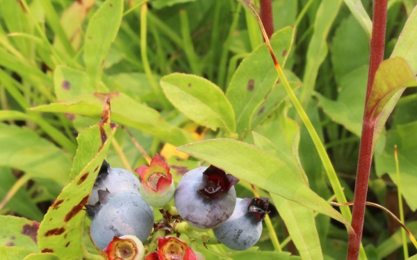 Green Mountain National Forest Wild Blueberries