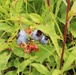 Green Mountain National Forest Wild Blueberries