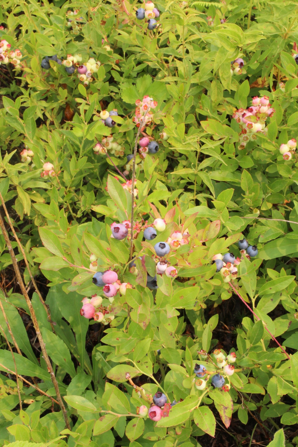 Green Mountain National Forest Wild Blueberries