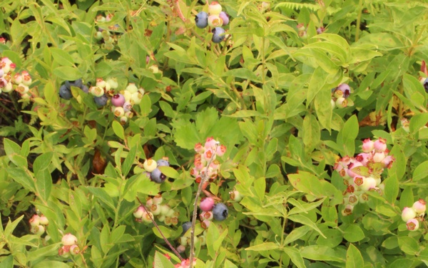 Green Mountain National Forest Wild Blueberries