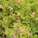 Green Mountain National Forest Wild Blueberries