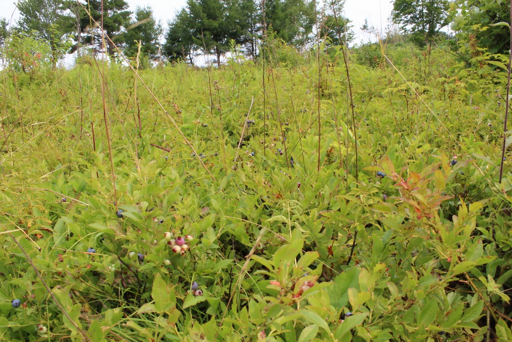 Green Mountain National Forest Wild Blueberries