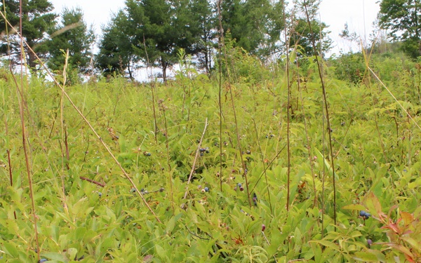 Green Mountain National Forest Wild Blueberries