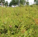 Green Mountain National Forest Wild Blueberries
