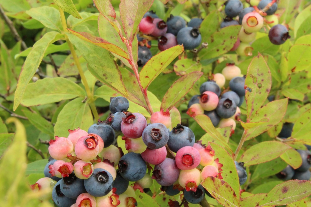 Green Mountain National Forest Wild Blueberries