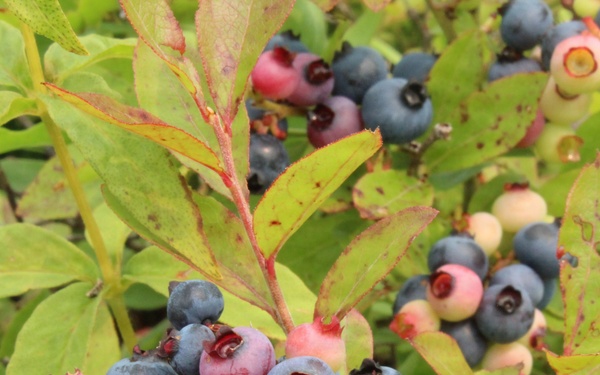 Green Mountain National Forest Wild Blueberries