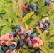 Green Mountain National Forest Wild Blueberries