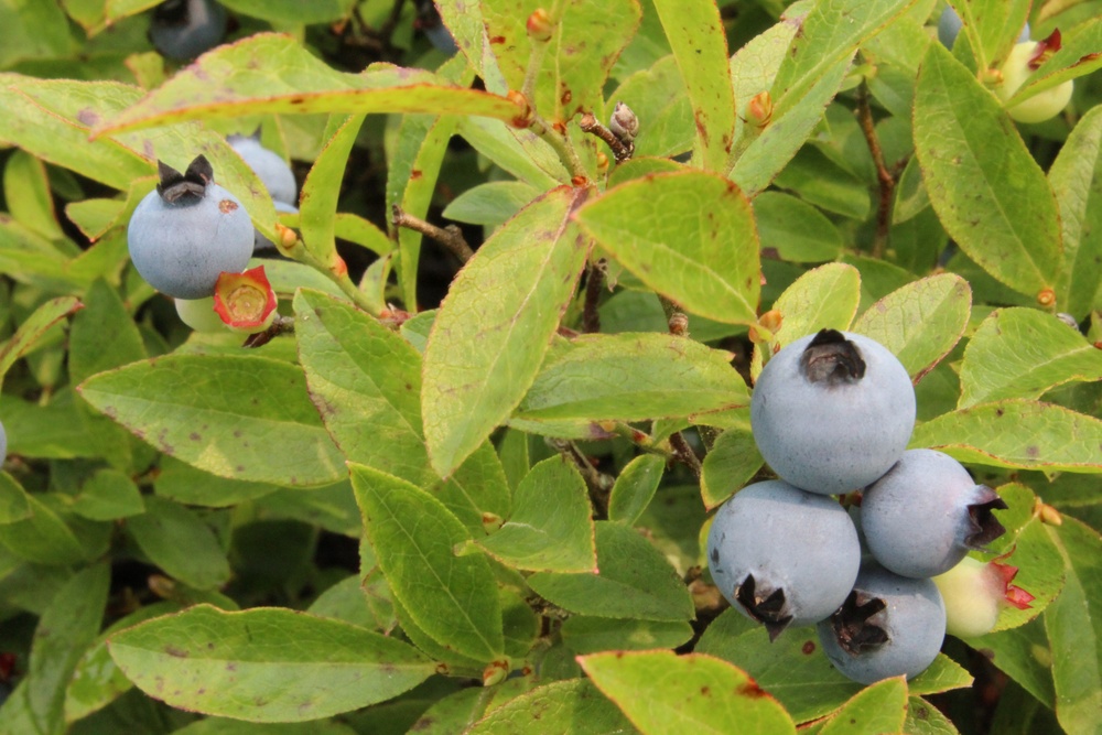 Green Mountain National Forest Wild Blueberries
