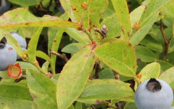 Green Mountain National Forest Wild Blueberries