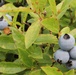 Green Mountain National Forest Wild Blueberries