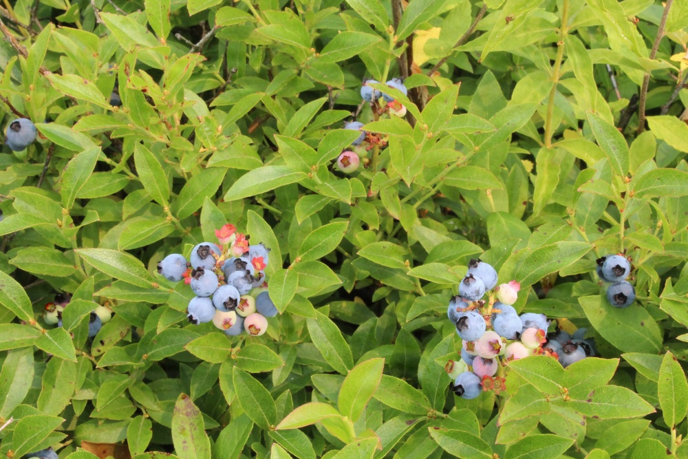 Green Mountain National Forest Wild Blueberries