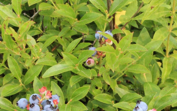 Green Mountain National Forest Wild Blueberries