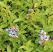 Green Mountain National Forest Wild Blueberries